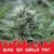 Black Sea Gorilla Fast, Фасовка: 10